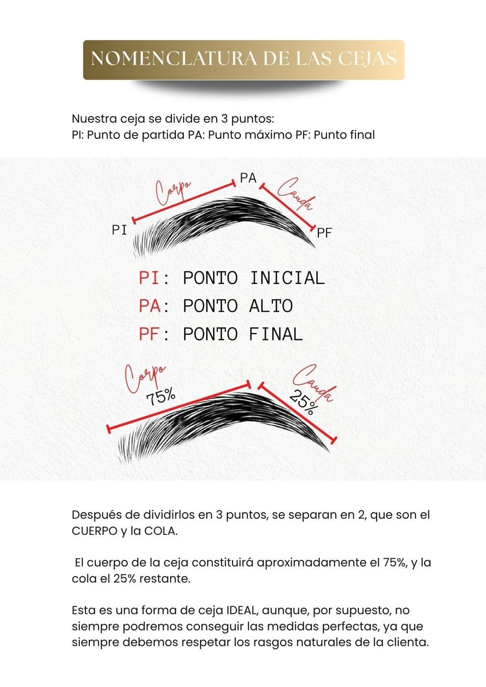 Nomenclatura de las cejas