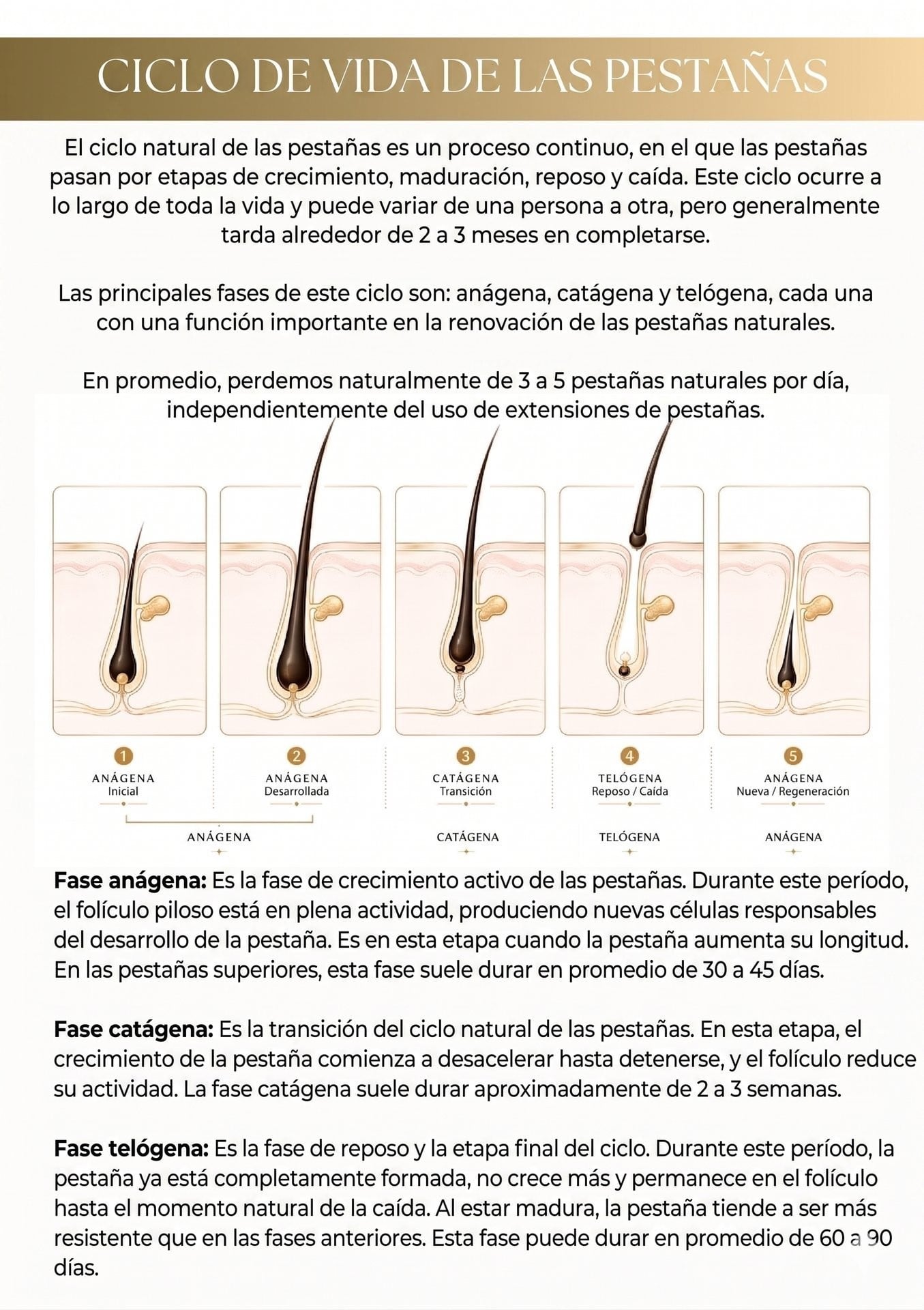 Página interna del manual