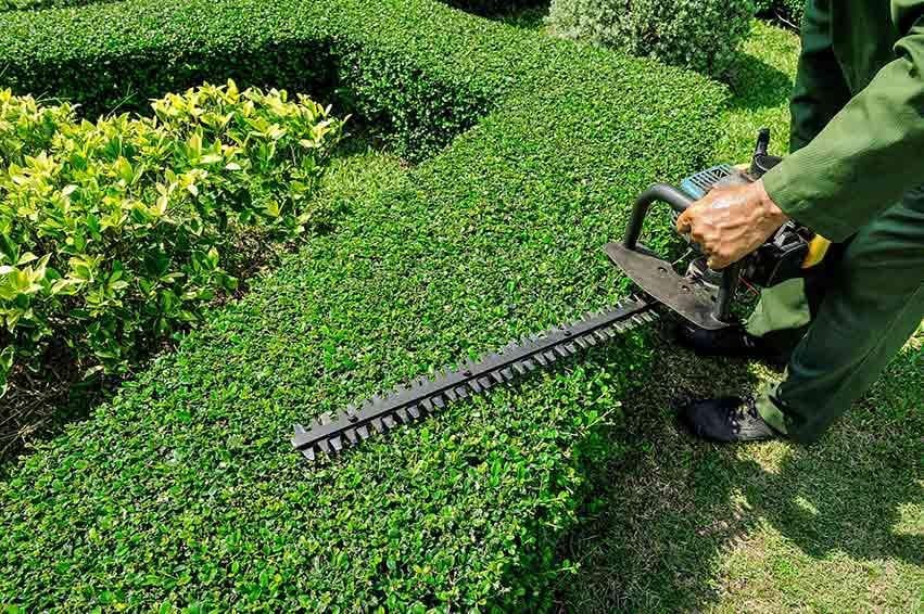Close-up of a hedge trimmer shaping a boxwood hedge