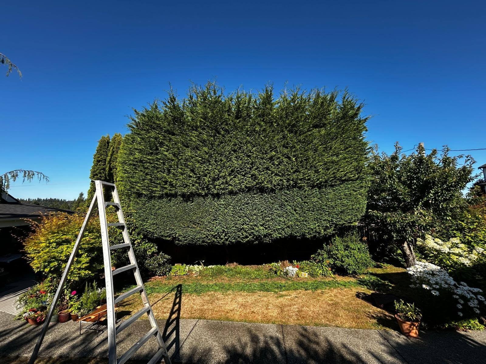 Large hedge being trimmed with a ladder