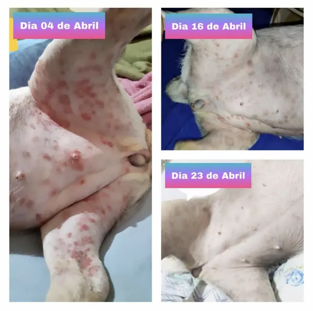 Coceira e vermelhidão