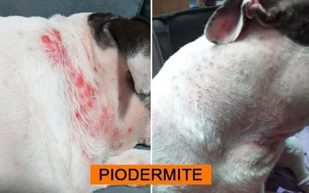Antes e depois: Piodermite