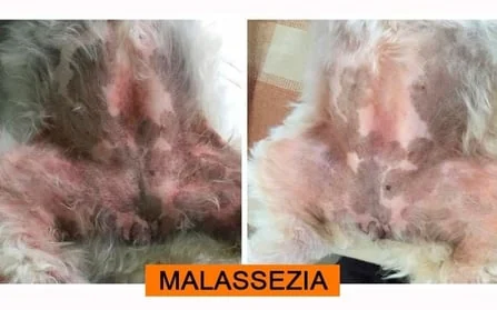 Antes e depois: Malassezia