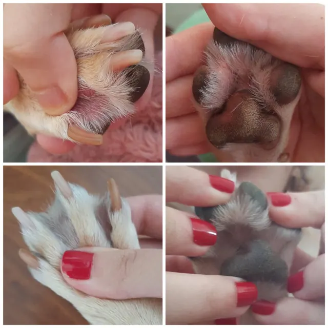 Lambedura das patas