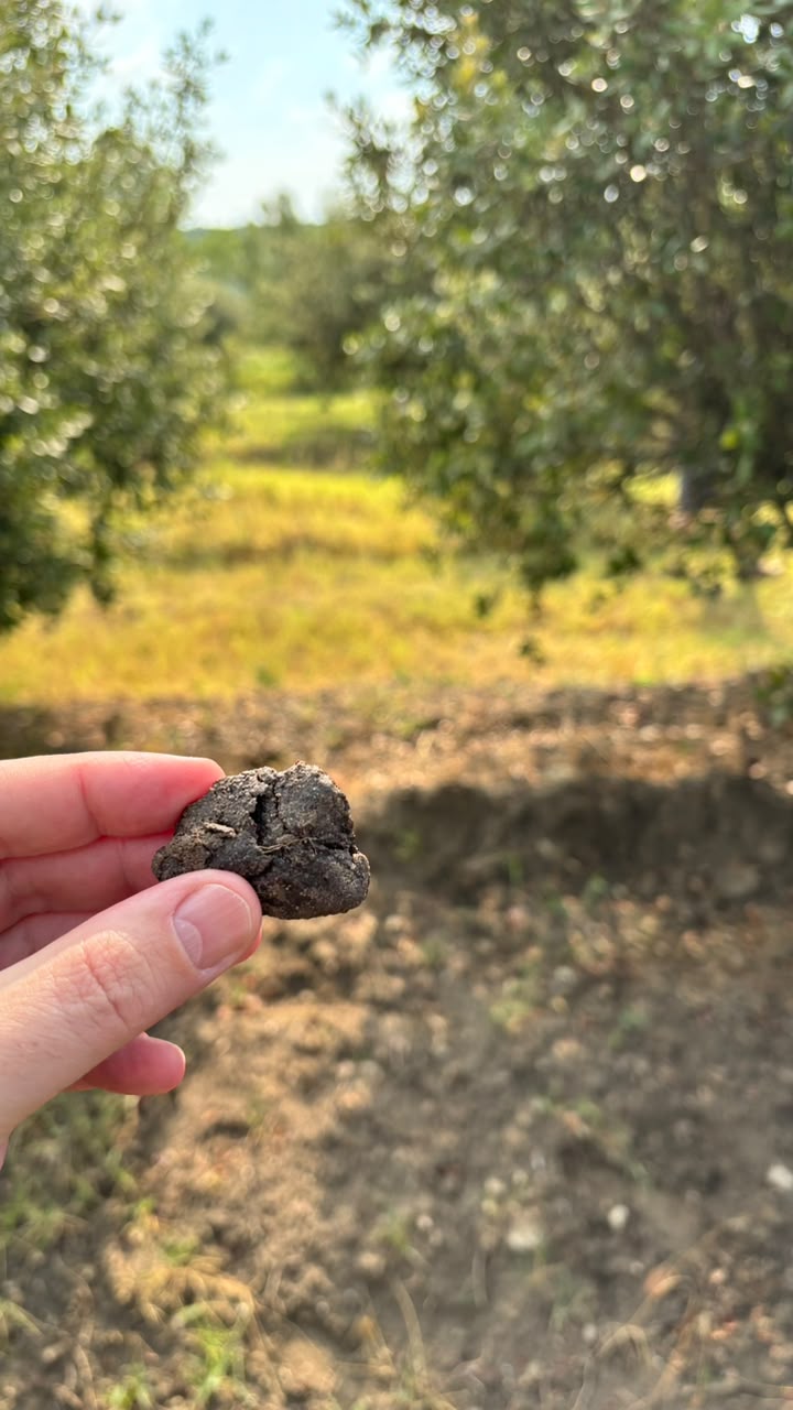 Trufa encontrada nos arredores de Viviers