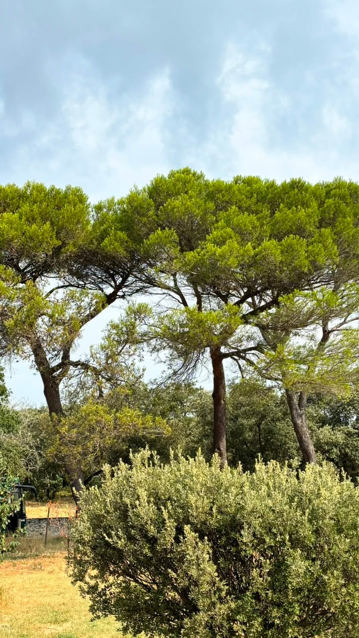 Oliveiras e vegetação provençal em Viviers
