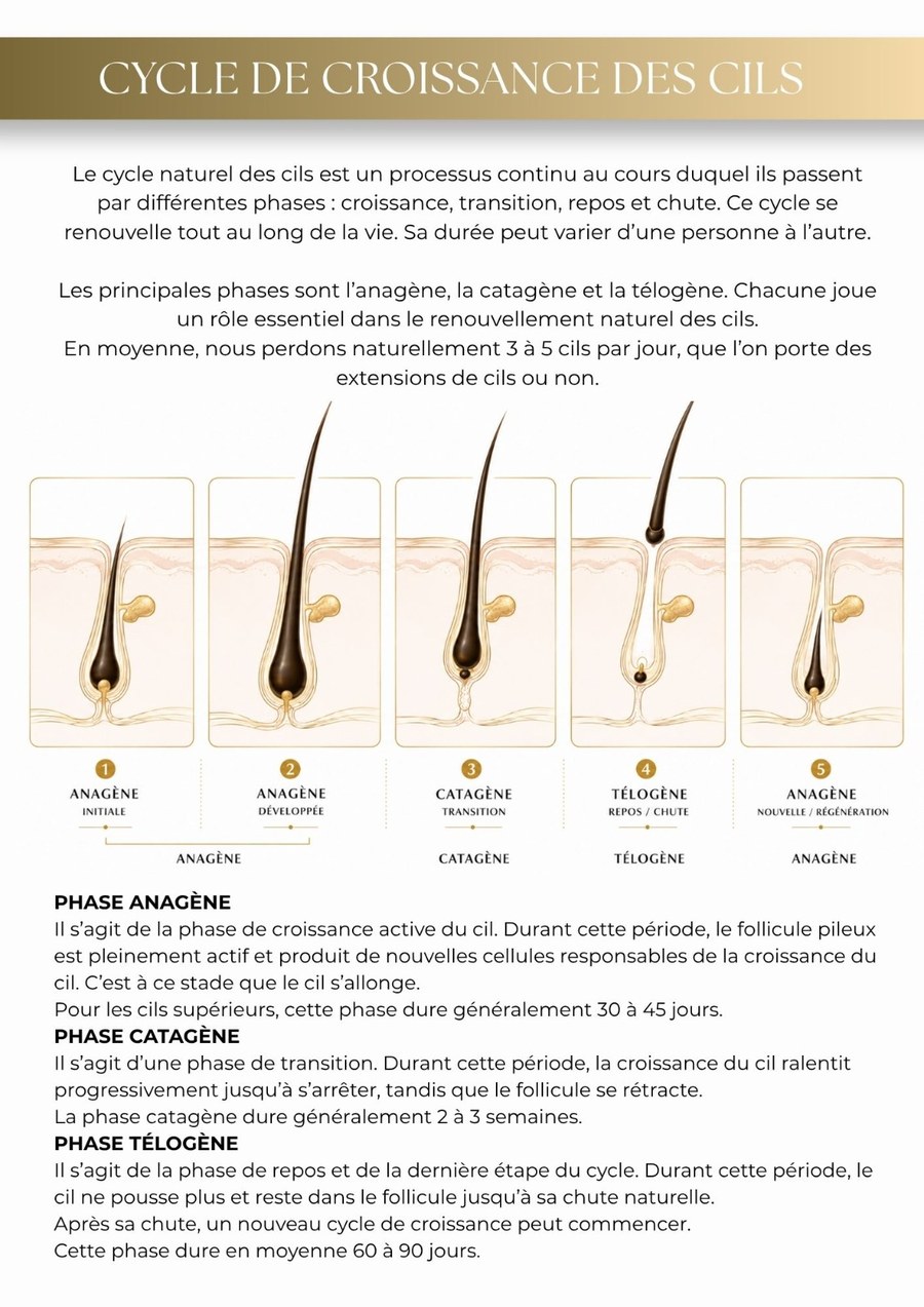 Livret — cycle de croissance des cils
