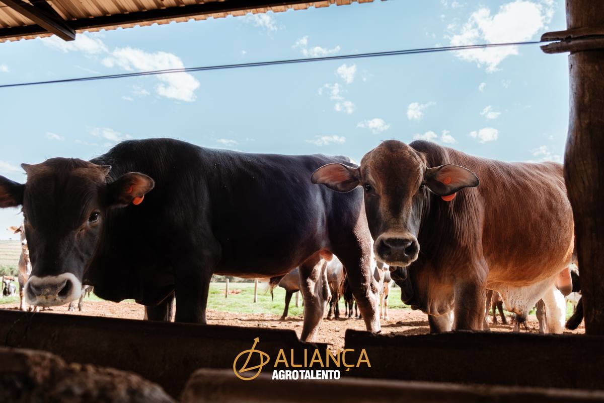 Gado em curral de fazenda