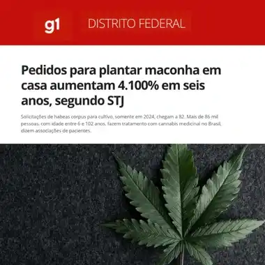 G1 Distrito Federal: Pedidos para plantar maconha em casa aumentam 4.100% em seis anos, segundo STJ