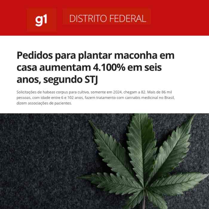 G1 Distrito Federal: Pedidos para plantar maconha em casa aumentam 4.100% em seis anos, segundo STJ