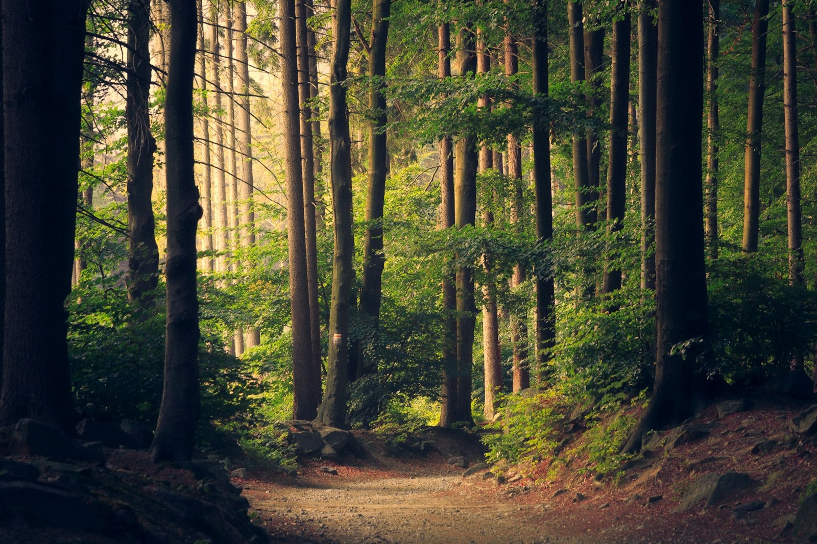 Floresta tropical, cenário típico dos trabalhos de monitoramento ambiental